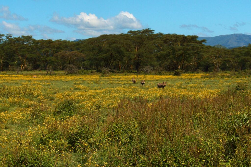 Бородавочники в желтом поле