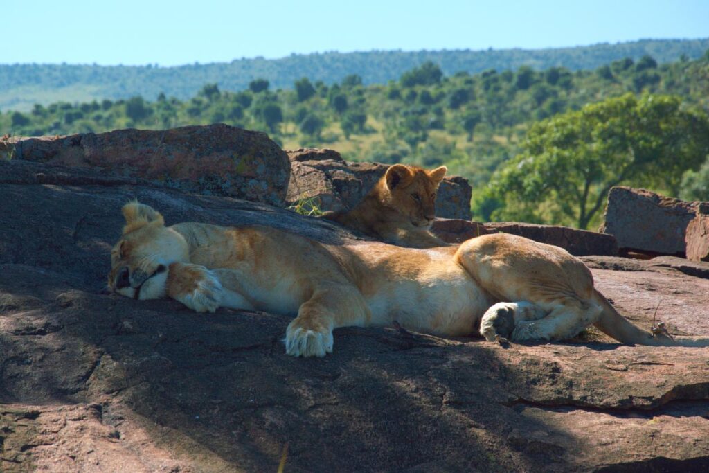 Спящая львица — Кения
