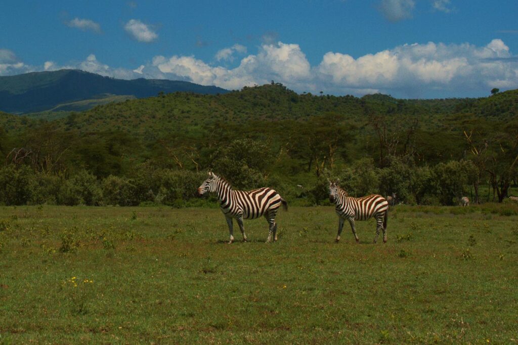 Две зебры посреди зеленой саванны
