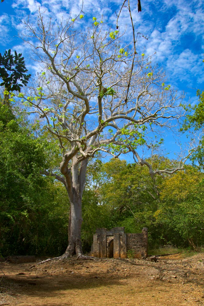 Руины Геде под деревом