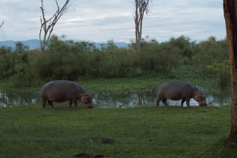 Бегемоты у озера Найваша