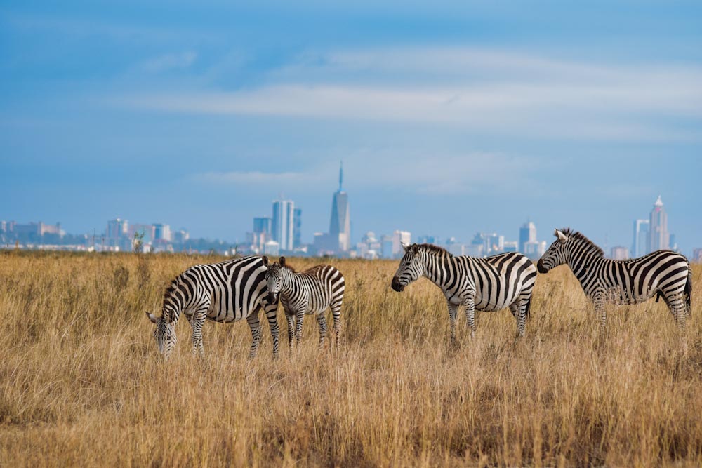 Зебры в национальном парке Найроби
