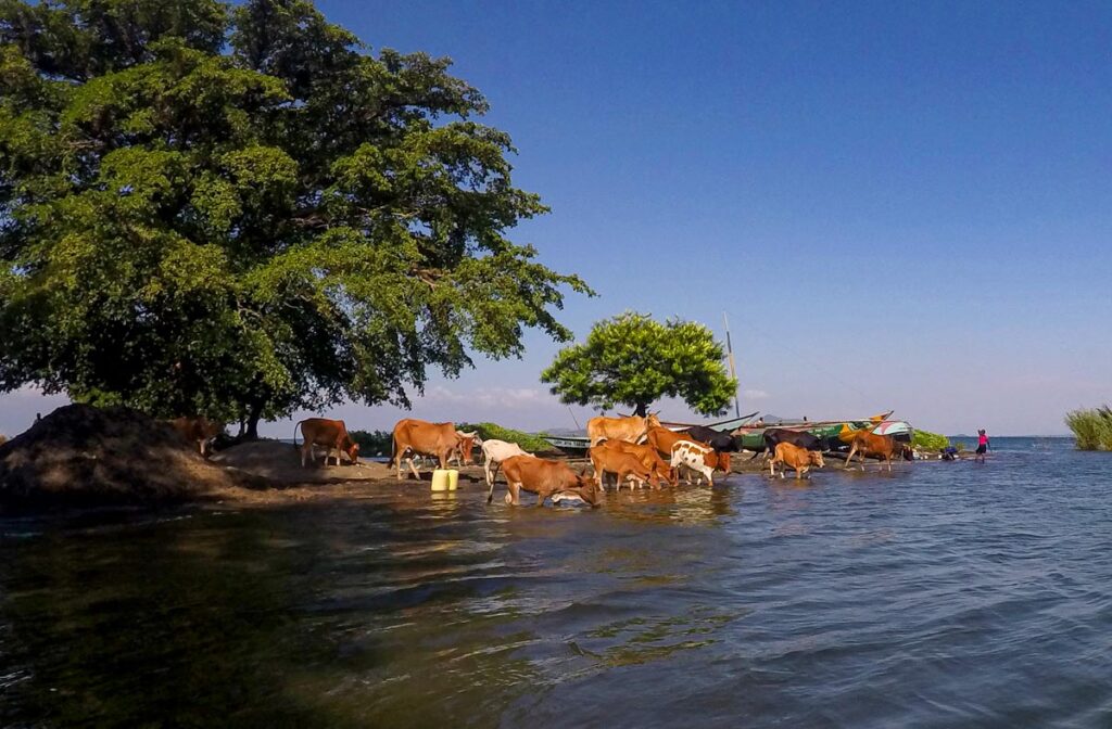 Коровы пьют из озера Виктория в Кении