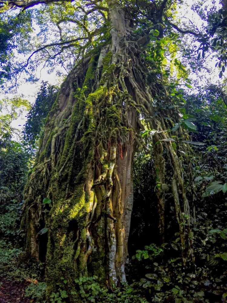 Дерево с множеством корней в лесу Какамега