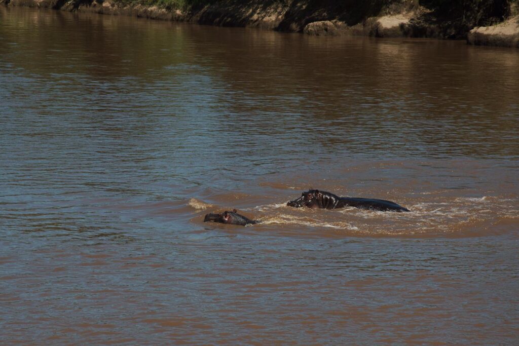 Бегемоты купаются в реке