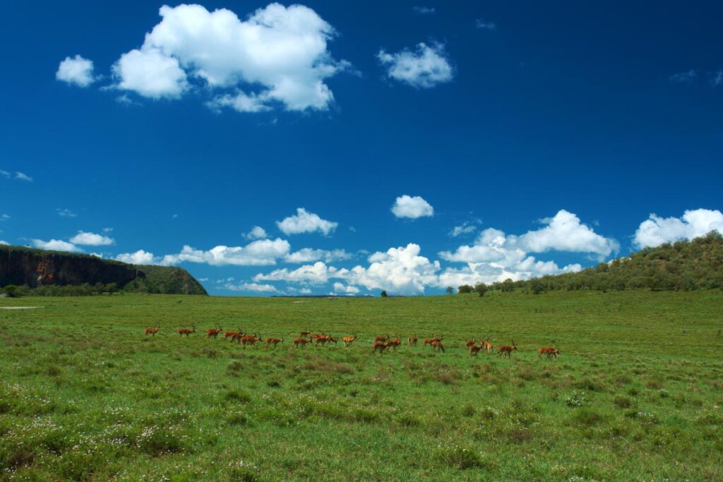 Антилопы на лугу
