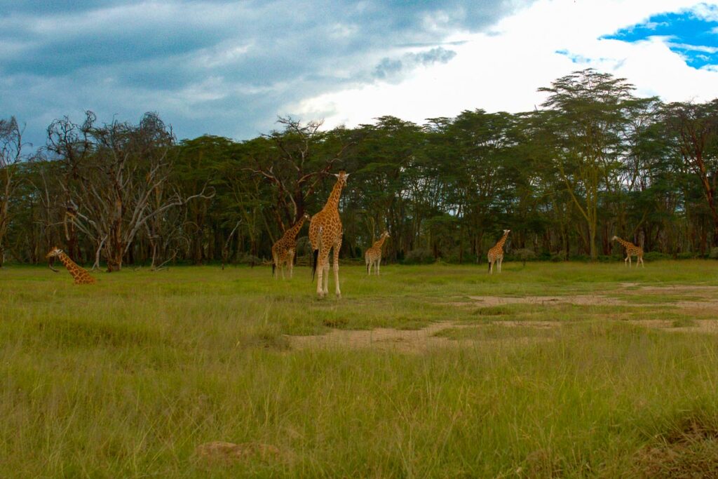 Много жирафов в парке Накуру в Кении