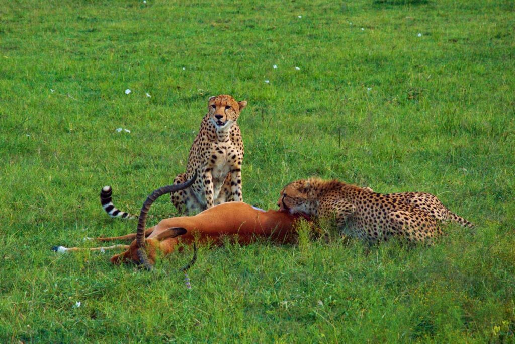 Гепарды едят антилопу в Масаи-Мара Кения