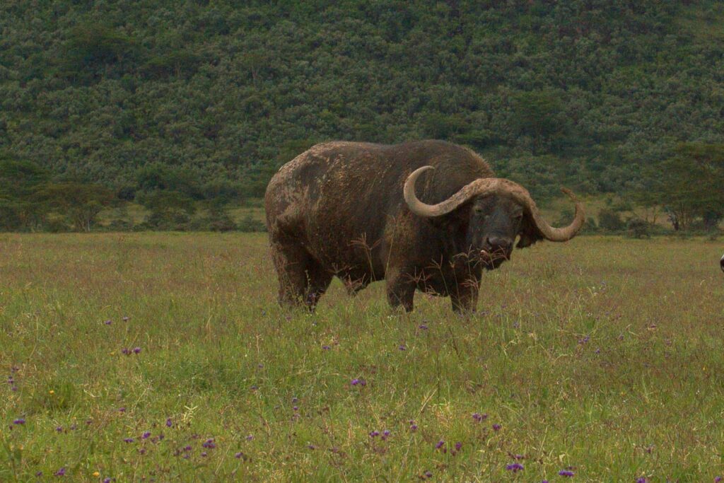 Самец африканского буйвола