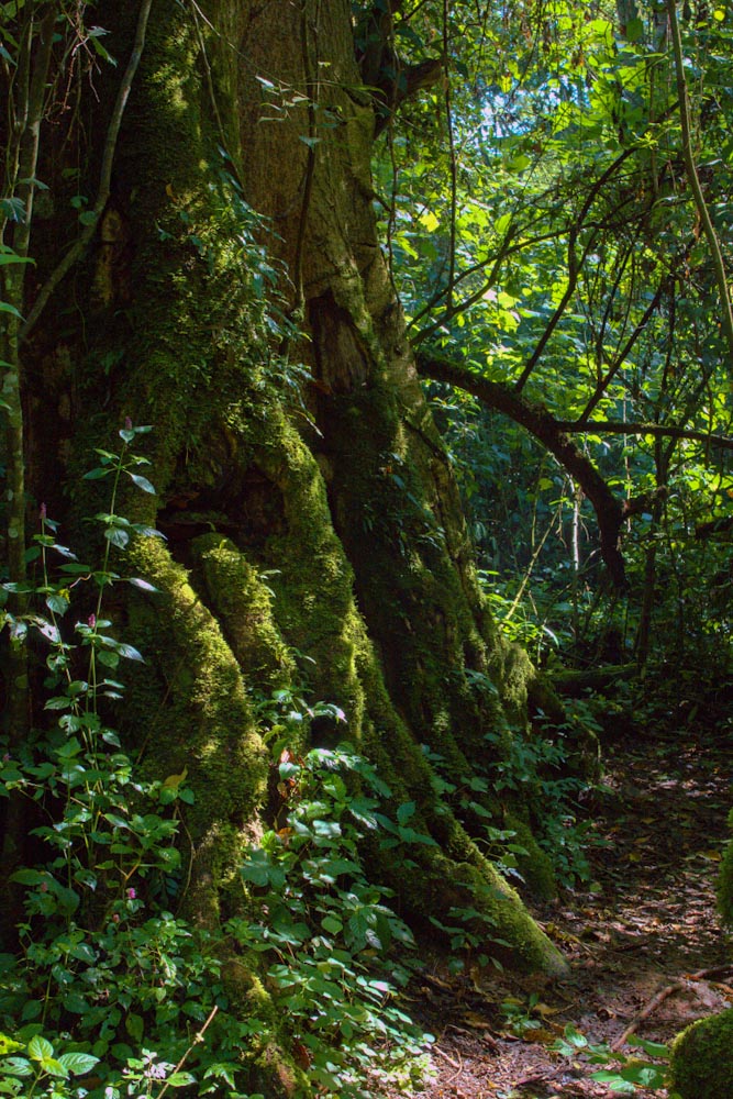 Зеленый лес Какамега