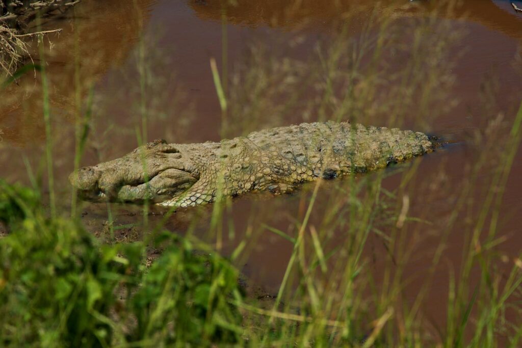 Крокодил в коричневой реке