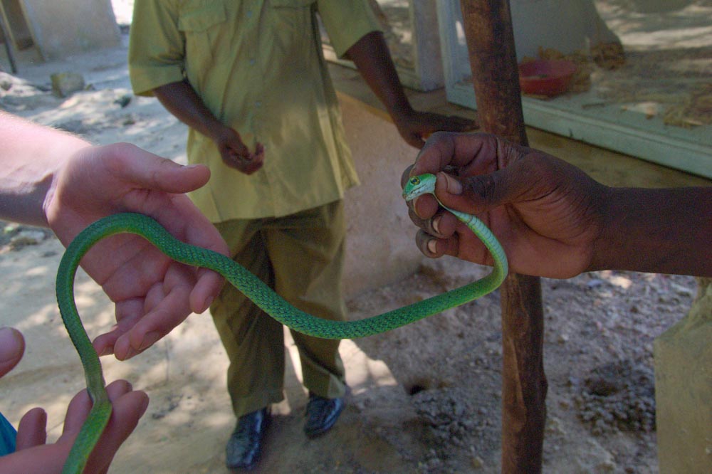 Зеленая змея в серпентариуме в Килифи