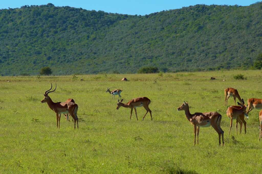 Антилопы на равнине
