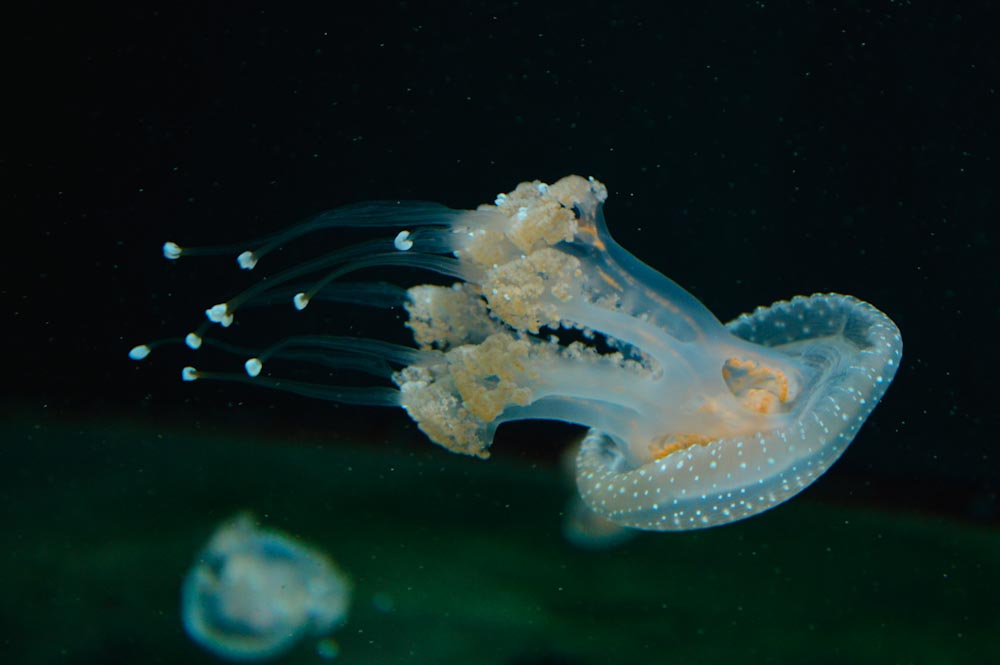Белая медуза плывет