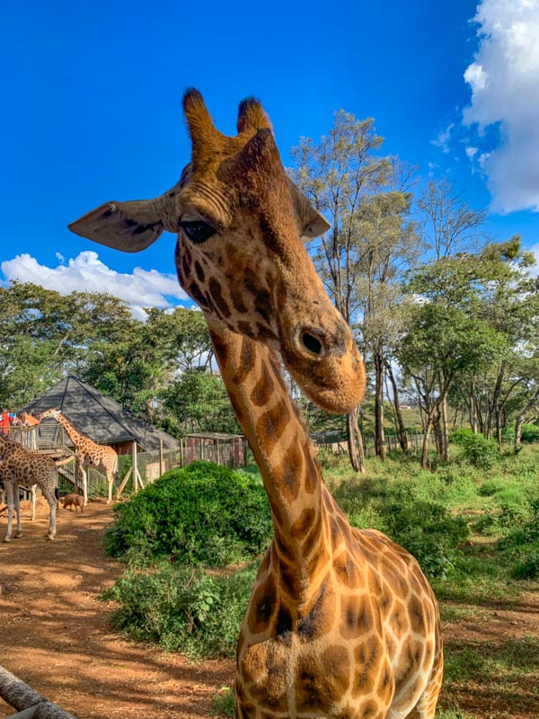 Жираф позирует на камеру