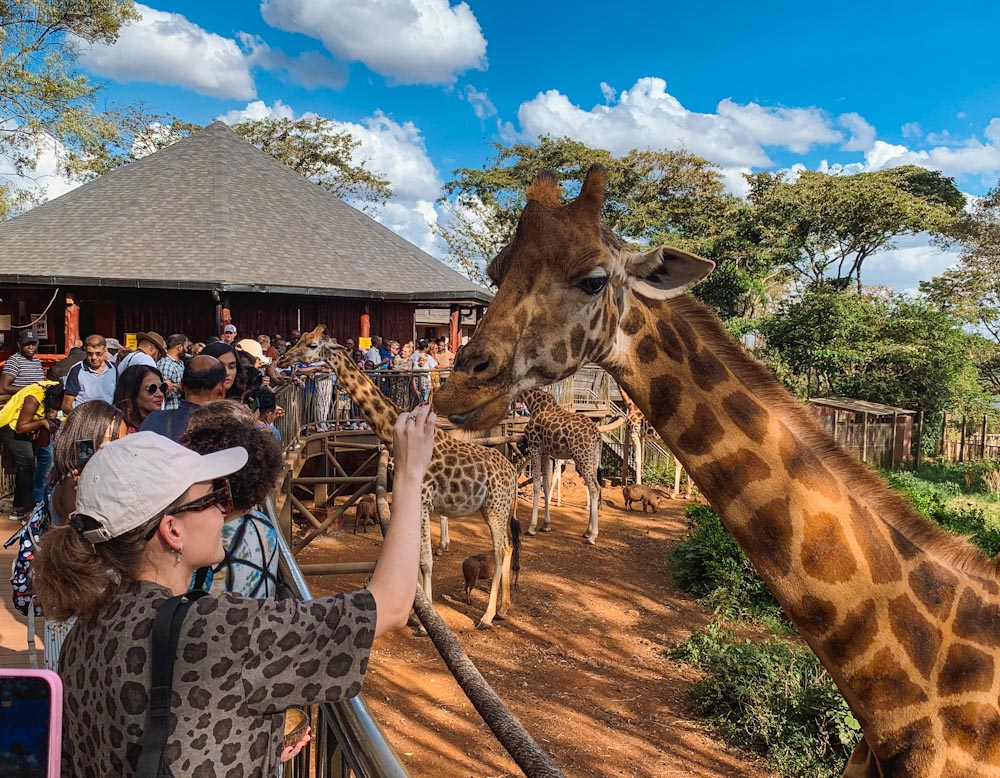Девушка в белой кепке кормит жирафа в Найроби