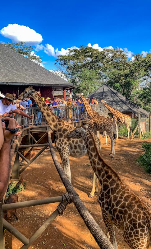 Животные принимают угощение из рук посетителей центра жирафов в Найроби