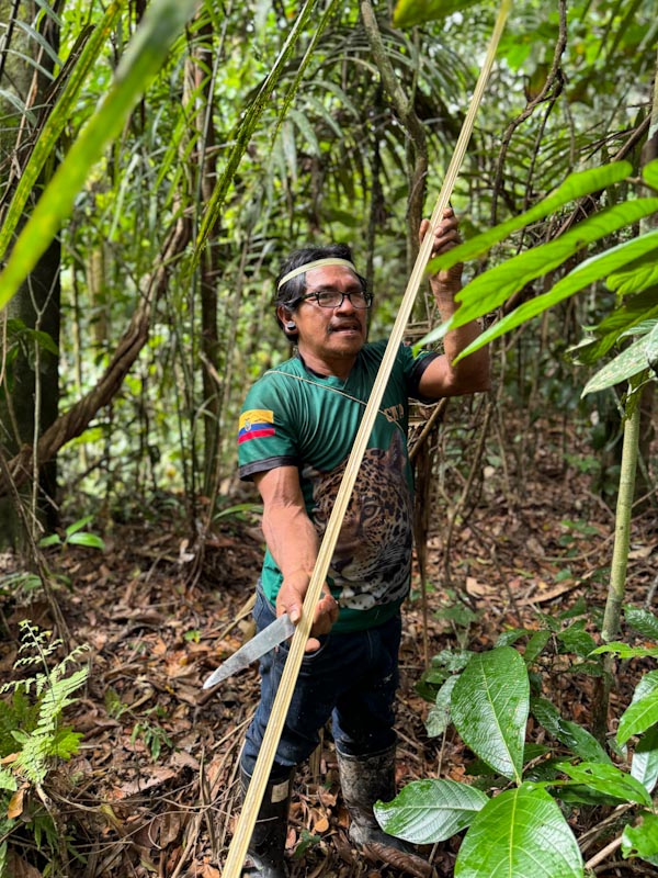 Мужчина держит стебель растения в лесу