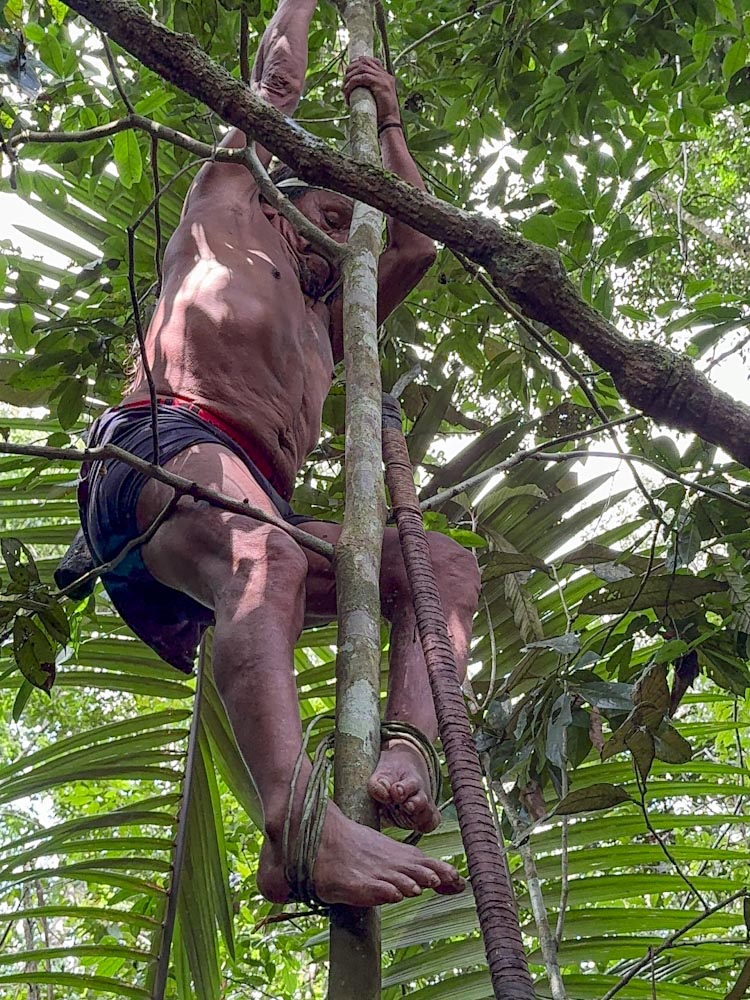 Индеец Амазонии забирается на дерево при помощи лианы на ступнях