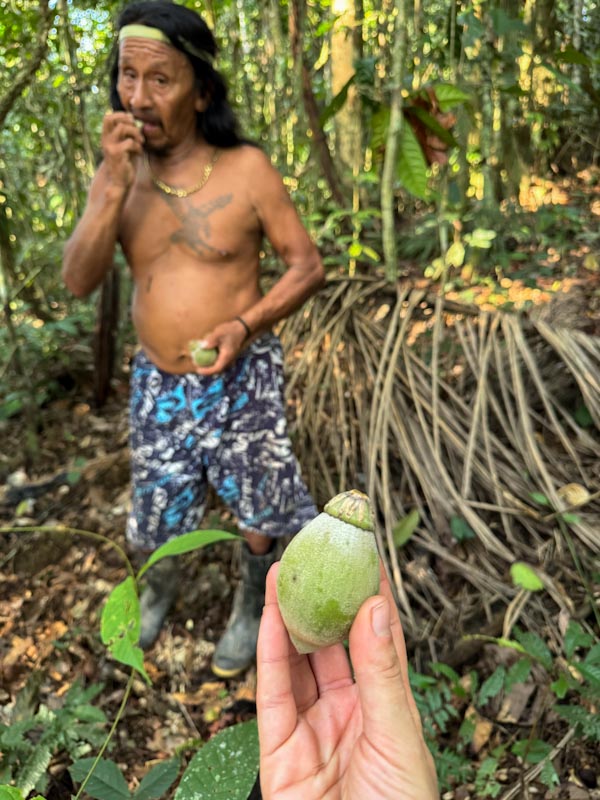 Индеец ест маленькие кокосы в джунглях Амазонии / Man eating a tiny coconut in a forest
