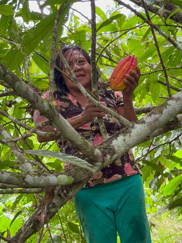 Женщина срывает какао с ветки / Lady picking cacao from the tree